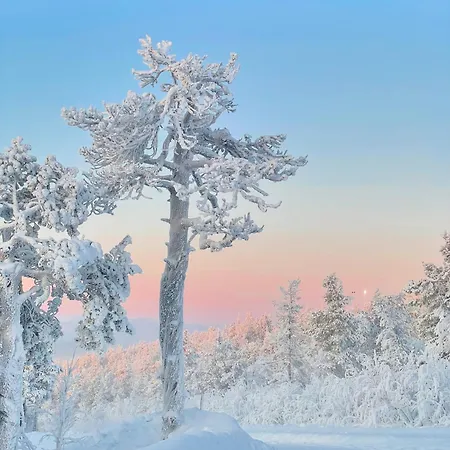 Levistar311 * 列维